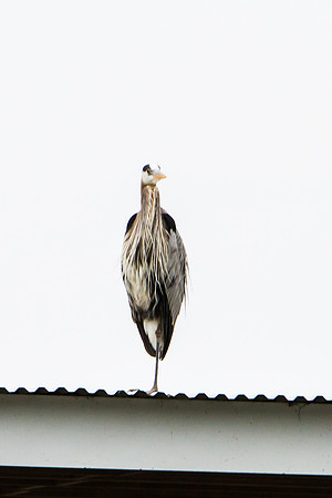 IMG_1931